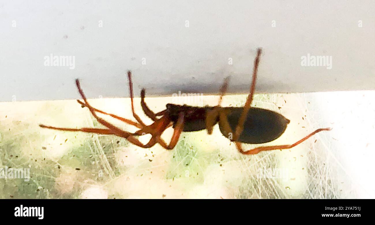 Breitgesäumte SAC-Spinne (Trachelas tranquillus) Arachnida Stockfoto