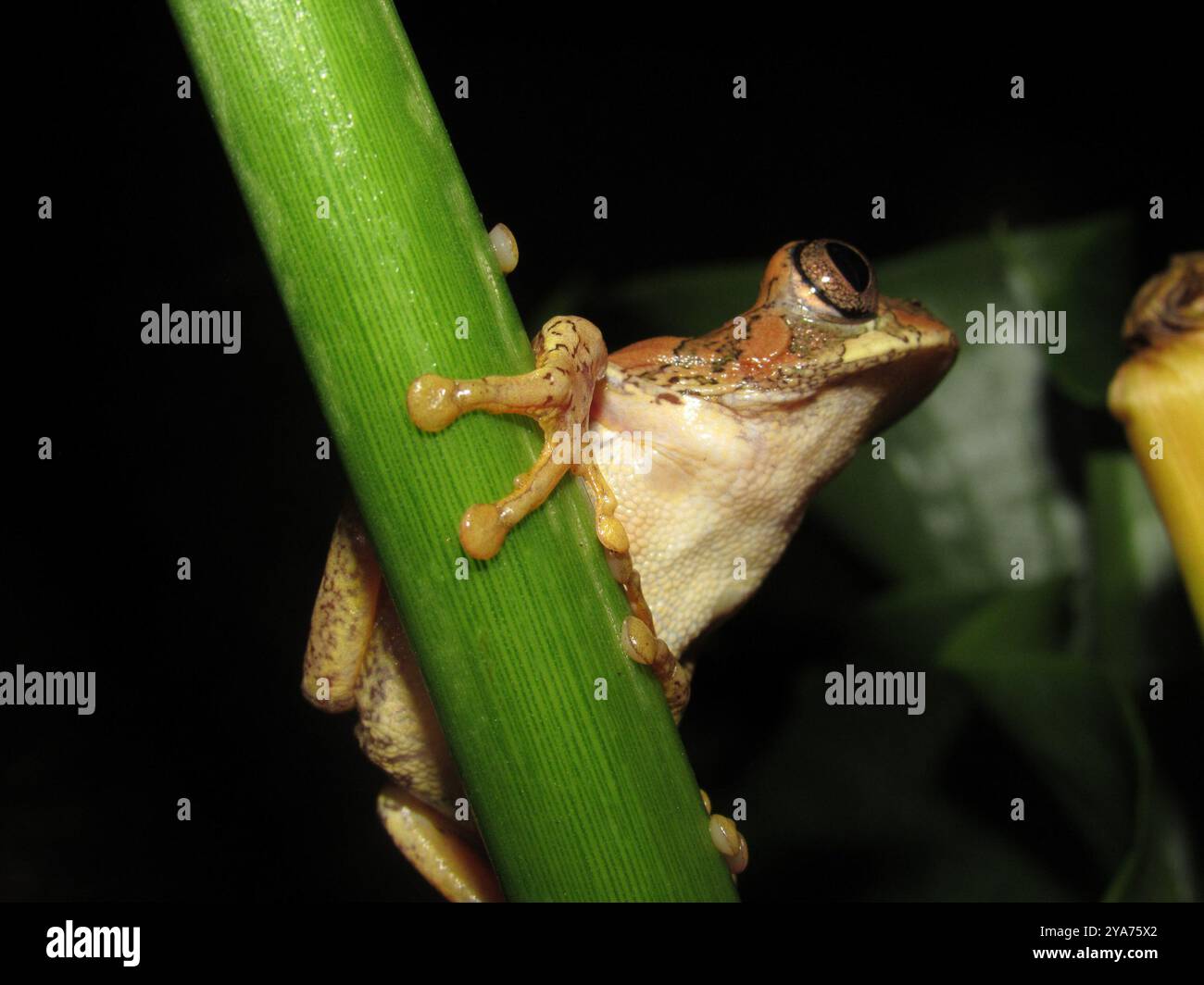 Naturwaldfrosch (Leptopelis natalensis) Amphibia Stockfoto