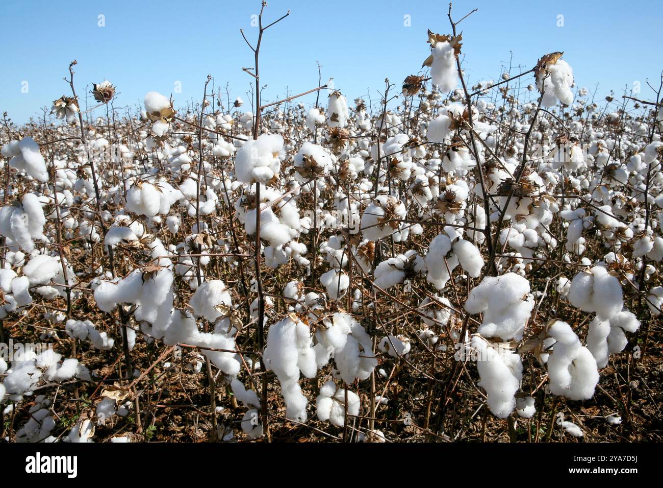 Im Gegensatz zum blauen Himmel im brasilianischen Bundesstaat Mato Grosso do Sul ist ein Baumwollfeld bereit für die Ernte Stockfoto