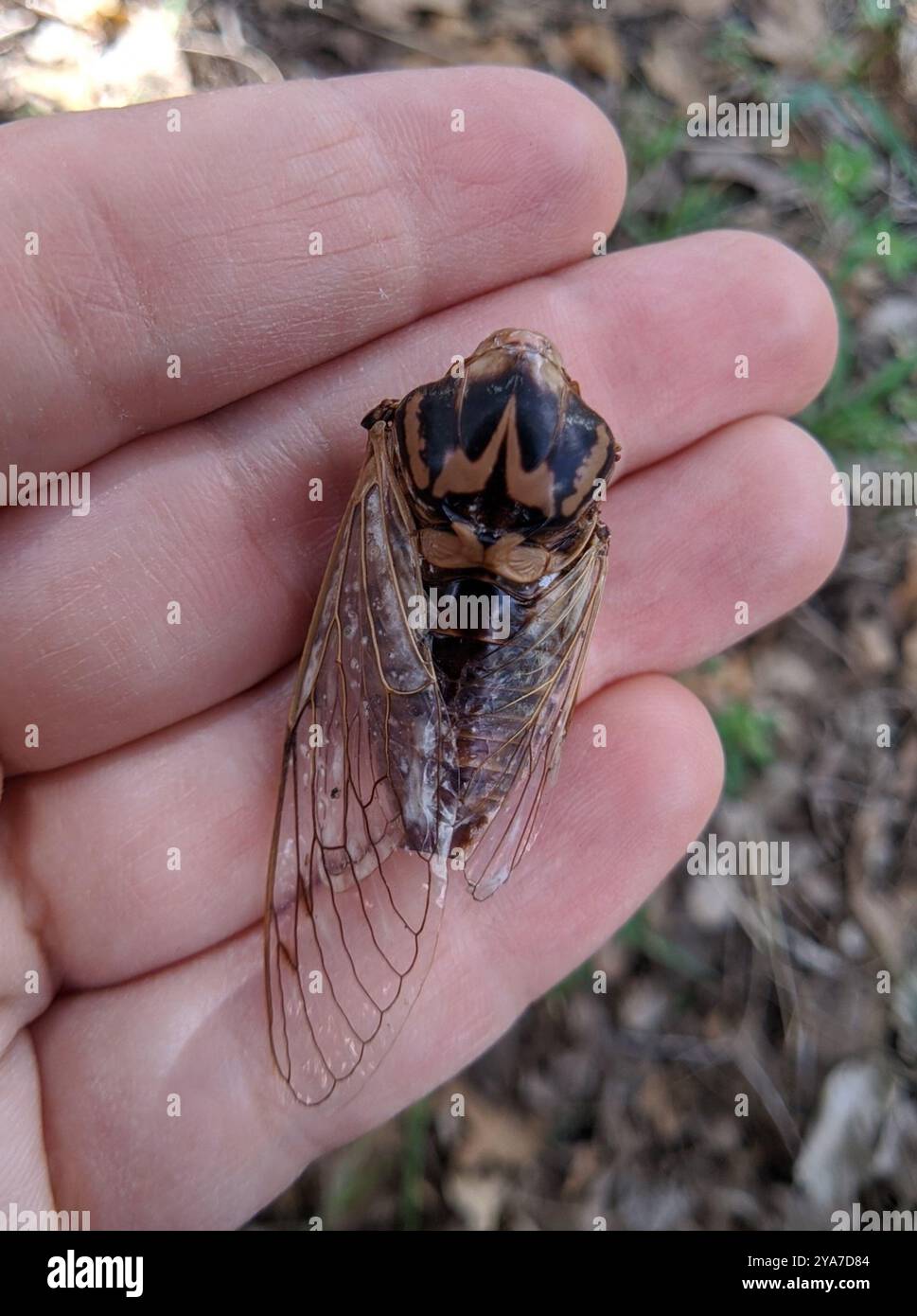 RESH Cicada (Megatibicen RESH) Insecta Stockfoto