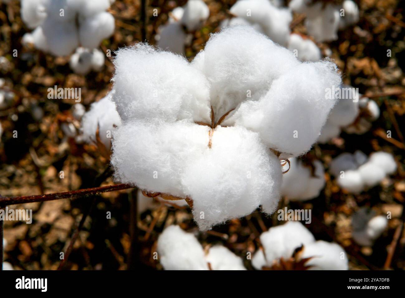 Baumwollfeld bereit für die Ernte im brasilianischen Bundesstaat Mato Grosso do Sul Stockfoto