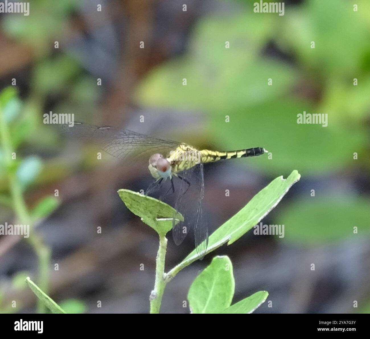 Little Blue Dragonlet (Erythrodiplax minuscula) Insecta Stockfoto