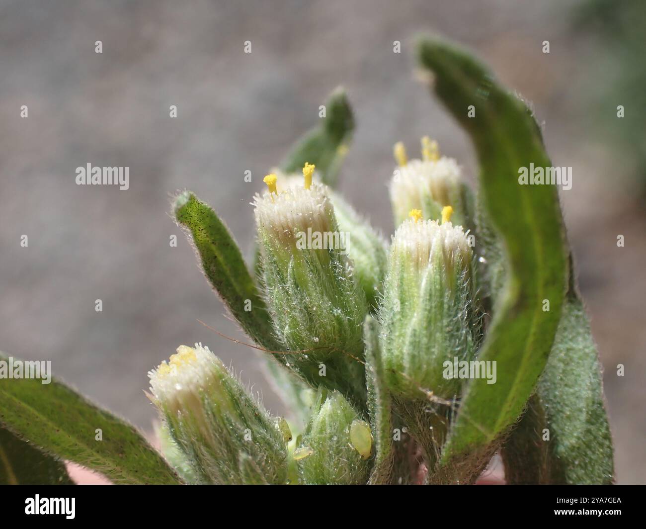 Tropischer Pferdegras (Erigeron sumatrensis) Plantae Stockfoto