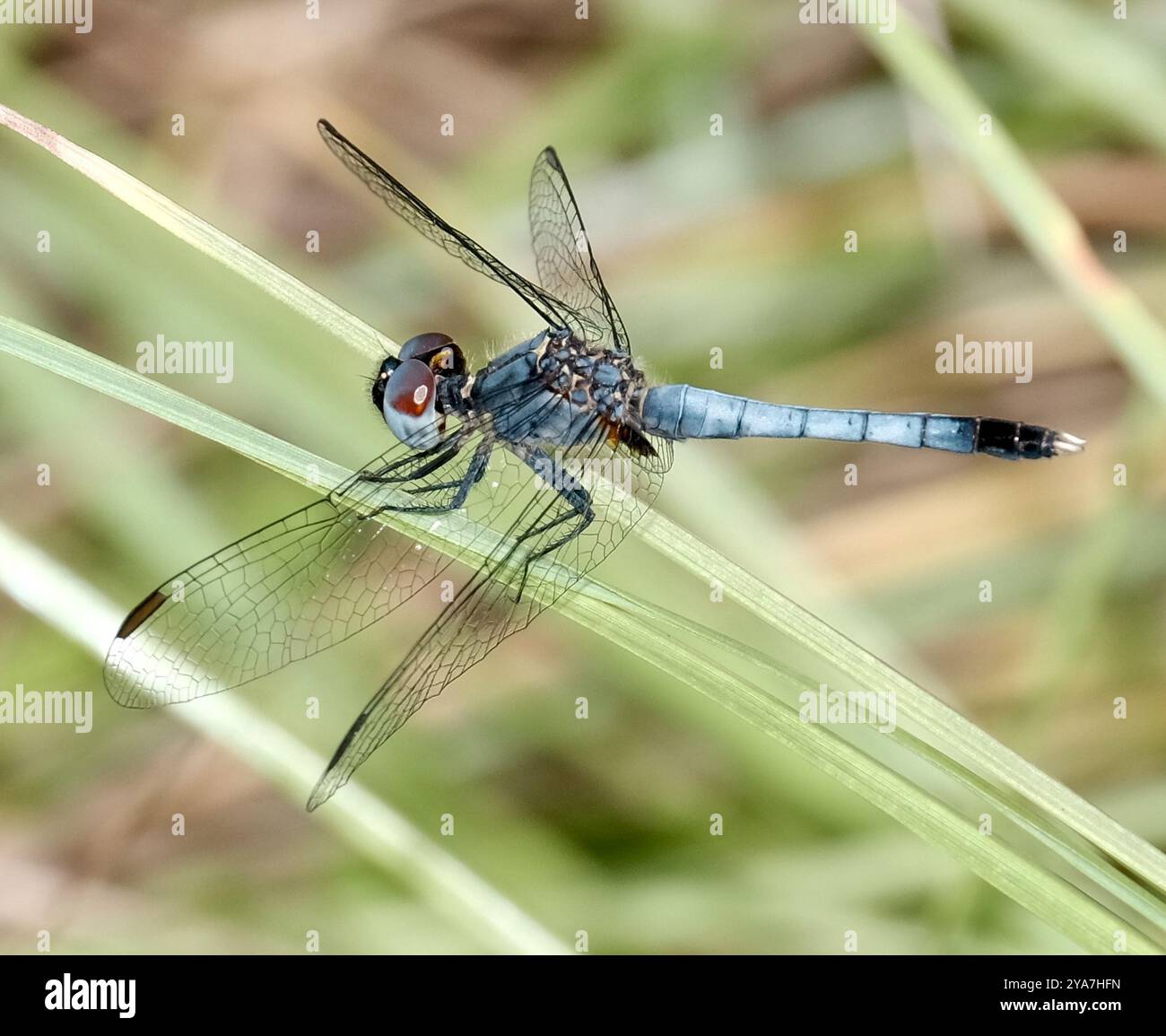 Little Blue Dragonlet (Erythrodiplax minuscula) Insecta Stockfoto