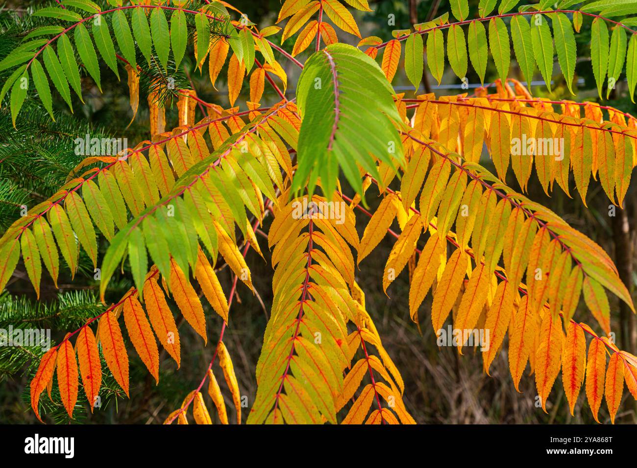 Die herbstlich gefärbten Blätter eines Essigbaumes Rhus typhina in Leuenberg Landkreis Märkisch-Oderland. Der Baum stammt ursprünglich aus dem östlichen Nordamerika. *** Herbstfarbene Blätter eines Essigbaumes Rhus typhina in Leuenberg, Märkisch Oderland der Baum stammt ursprünglich aus Ost-Nordamerika Stockfoto