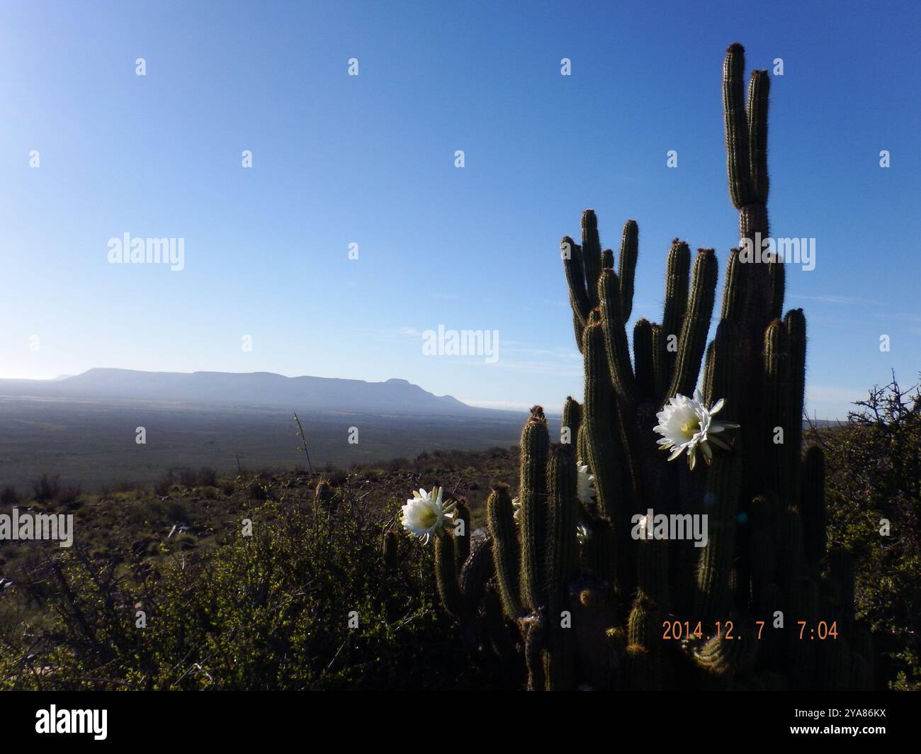 Fackelkaktus (Trichocereus spachianus) Plantae Stockfoto