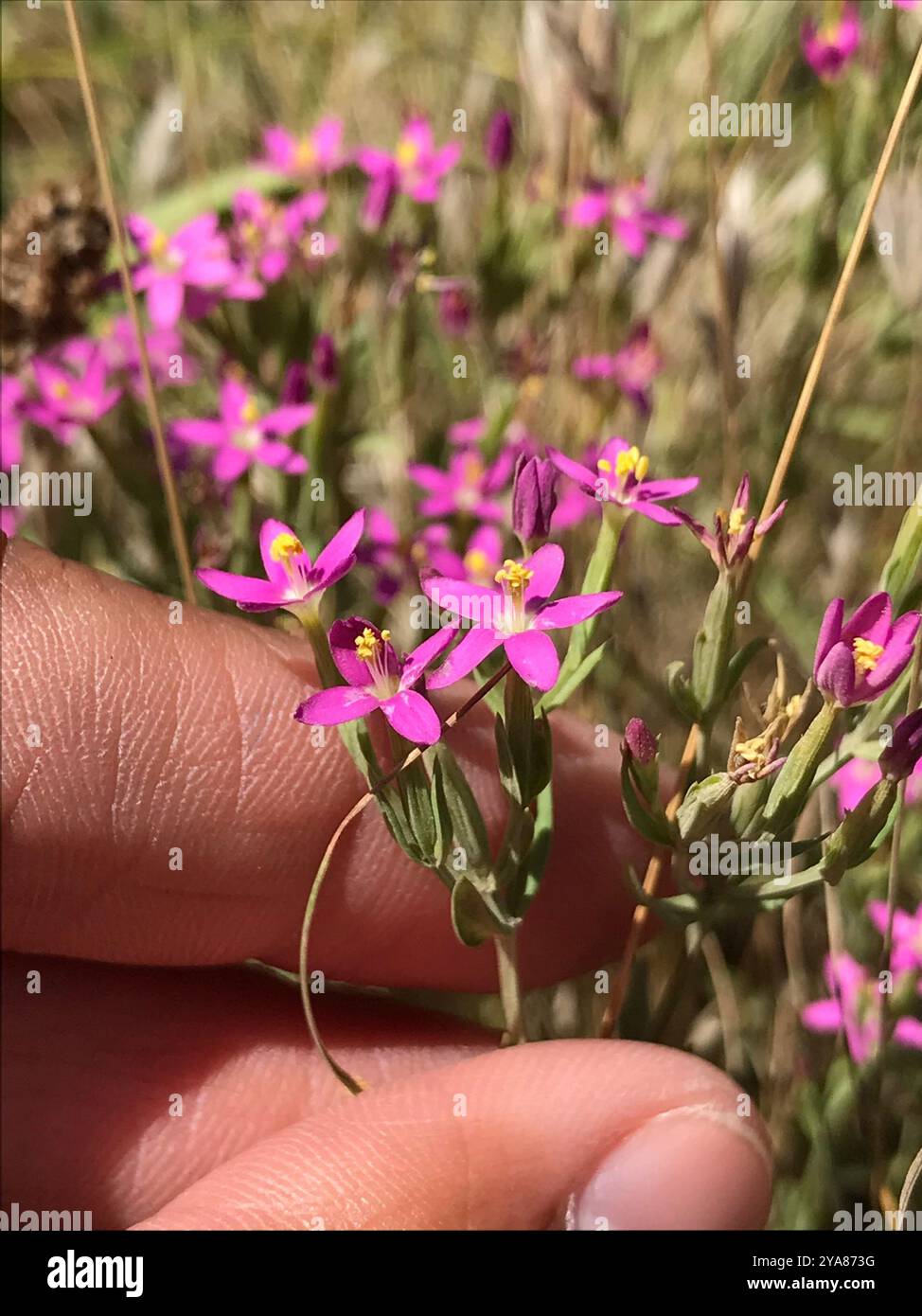 Schlanke Zentaury (Centaurium tenuiflorum) Plantae Stockfoto