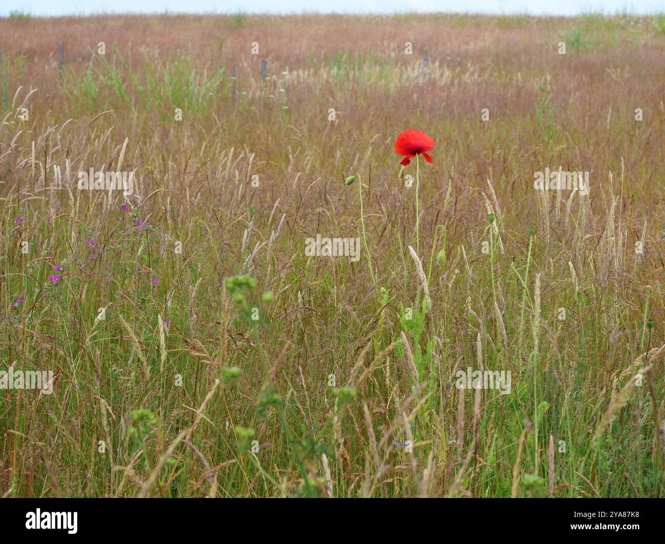 Eine Blumenwiese mit einem einzigen roten Mohn, der hoch steht. Ein attraktives und inspirierendes Motiv der Schönheit der Natur. Stockfoto
