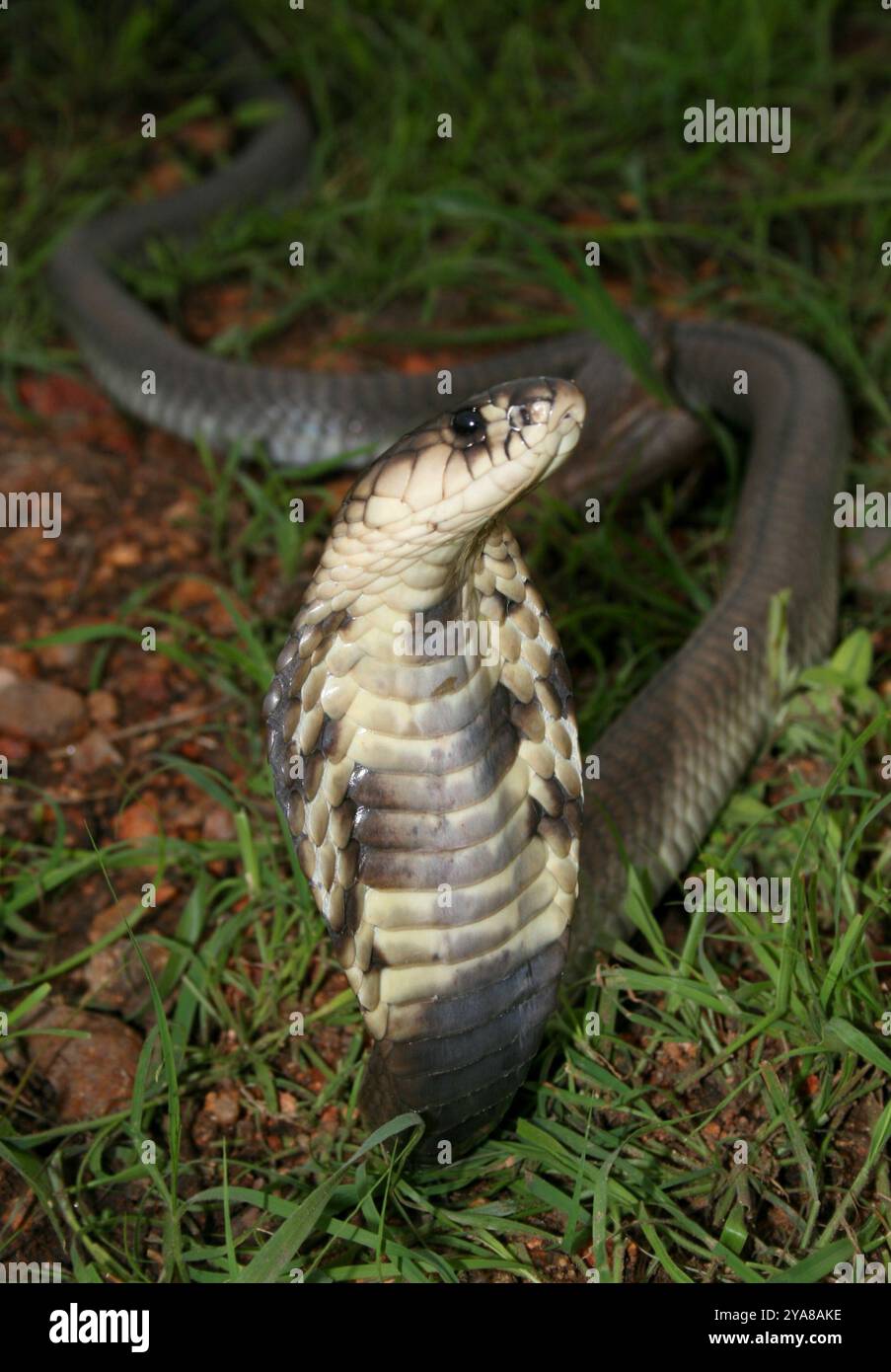 Schnauzenkobra (Naja annulifera) Reptilia Stockfoto