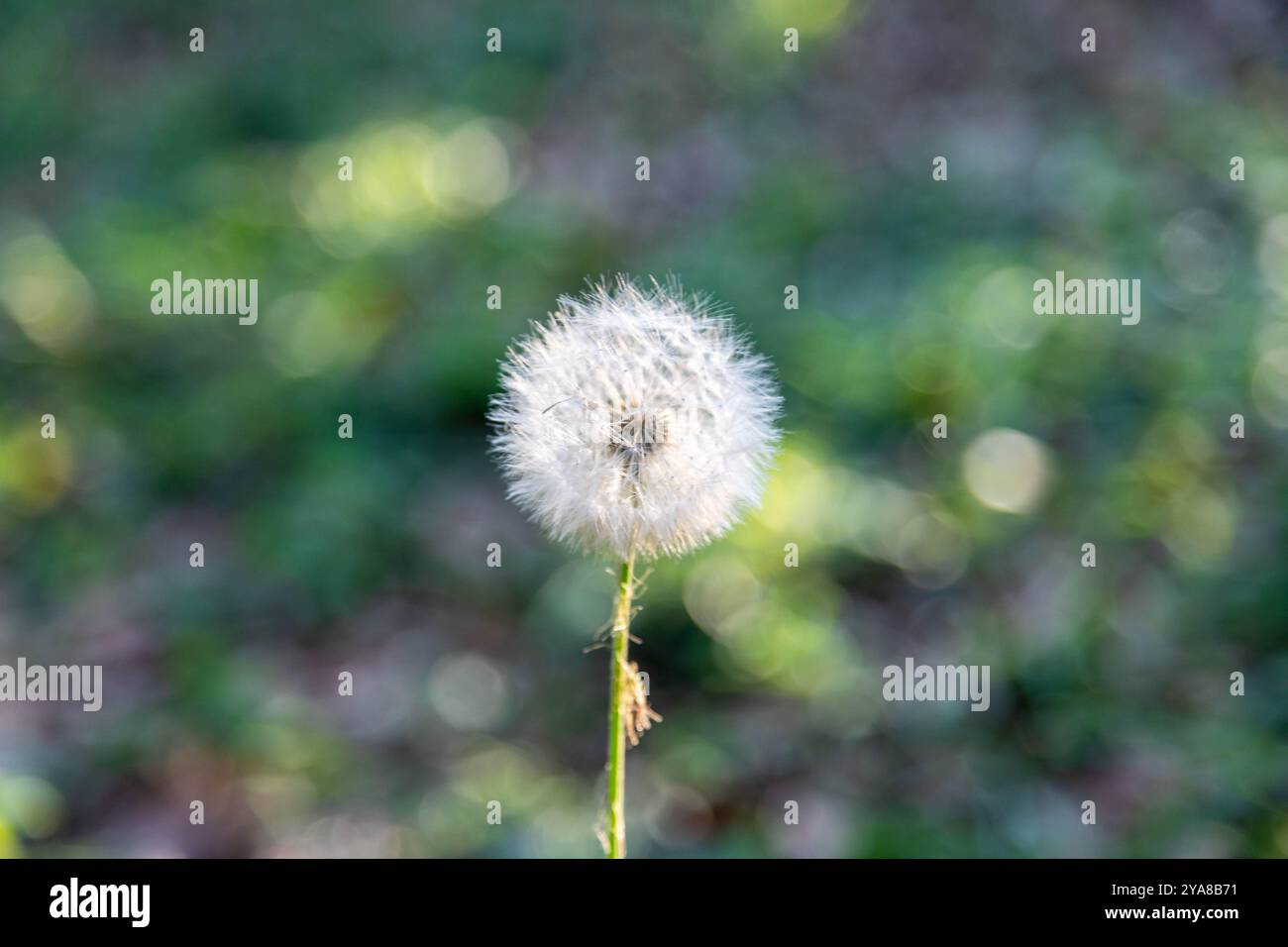 Löwenzahnflaume (Taraxacum) auf grünem Hintergrund Stockfoto