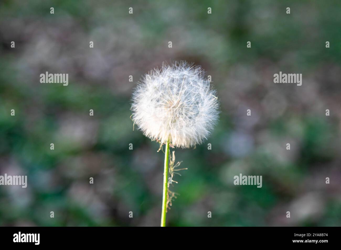 Löwenzahnflaume (Taraxacum) auf grünem Hintergrund Stockfoto