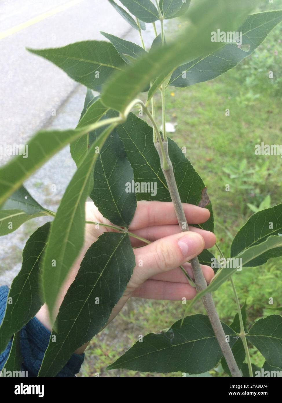 Grünasche (Fraxinus pennsylvanica) Plantae Stockfoto