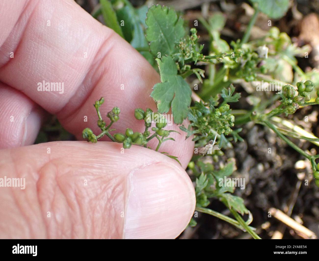 SteinPetersilie (Sison amomum) Plantae Stockfoto