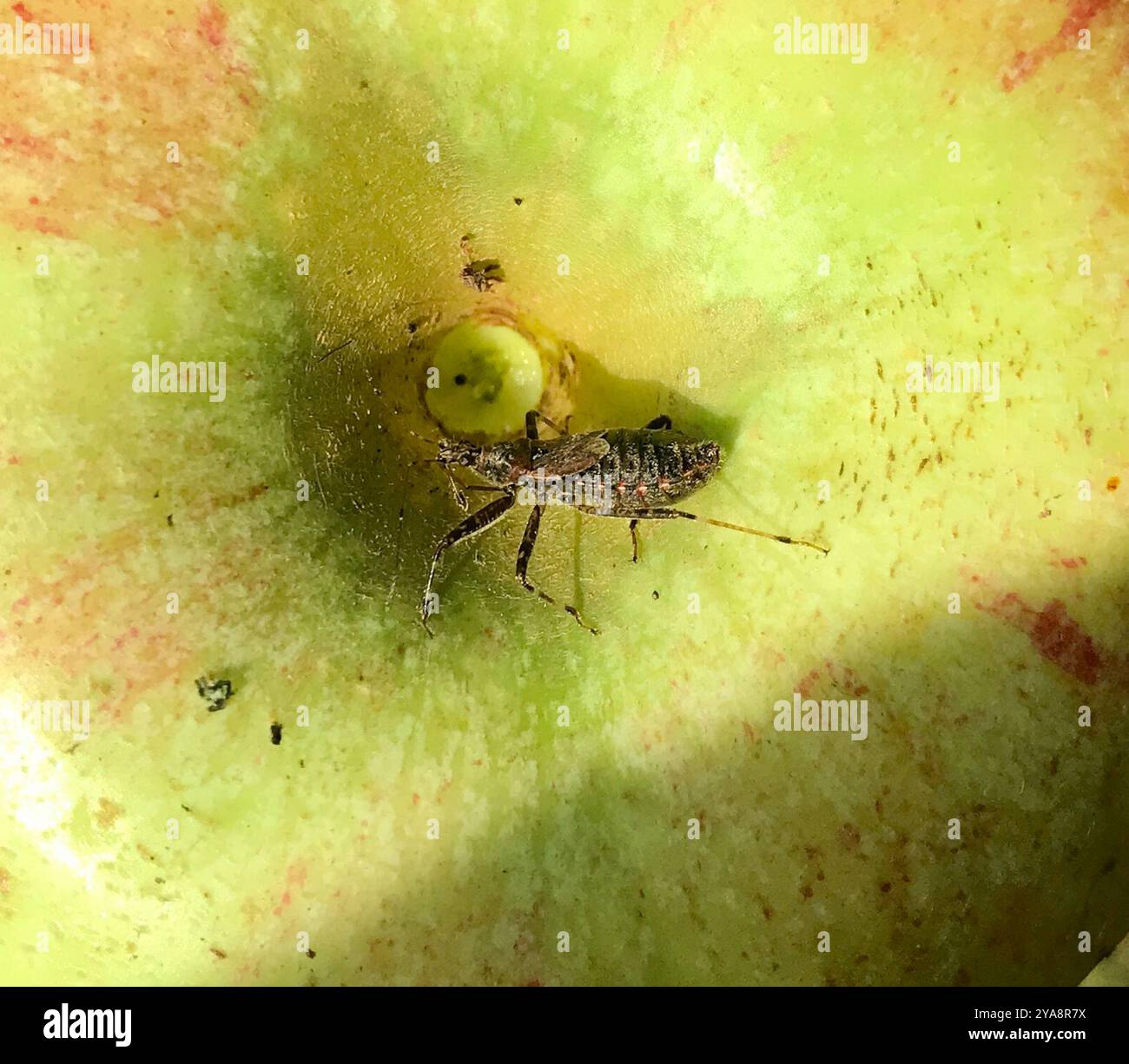 Baumjungfrau Bug (Himacerus apterus) Insecta Stockfoto