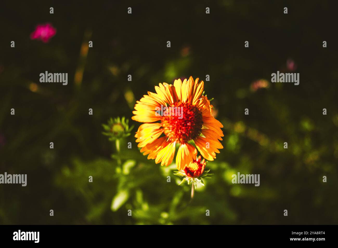 Gaillardia aristata 'Kokarda' - Gaillardia aristata. Winterfeste Staudenpflanze mit Orangenblüten in voller Blüte. Sommer Natur und Blumen. Stockfoto
