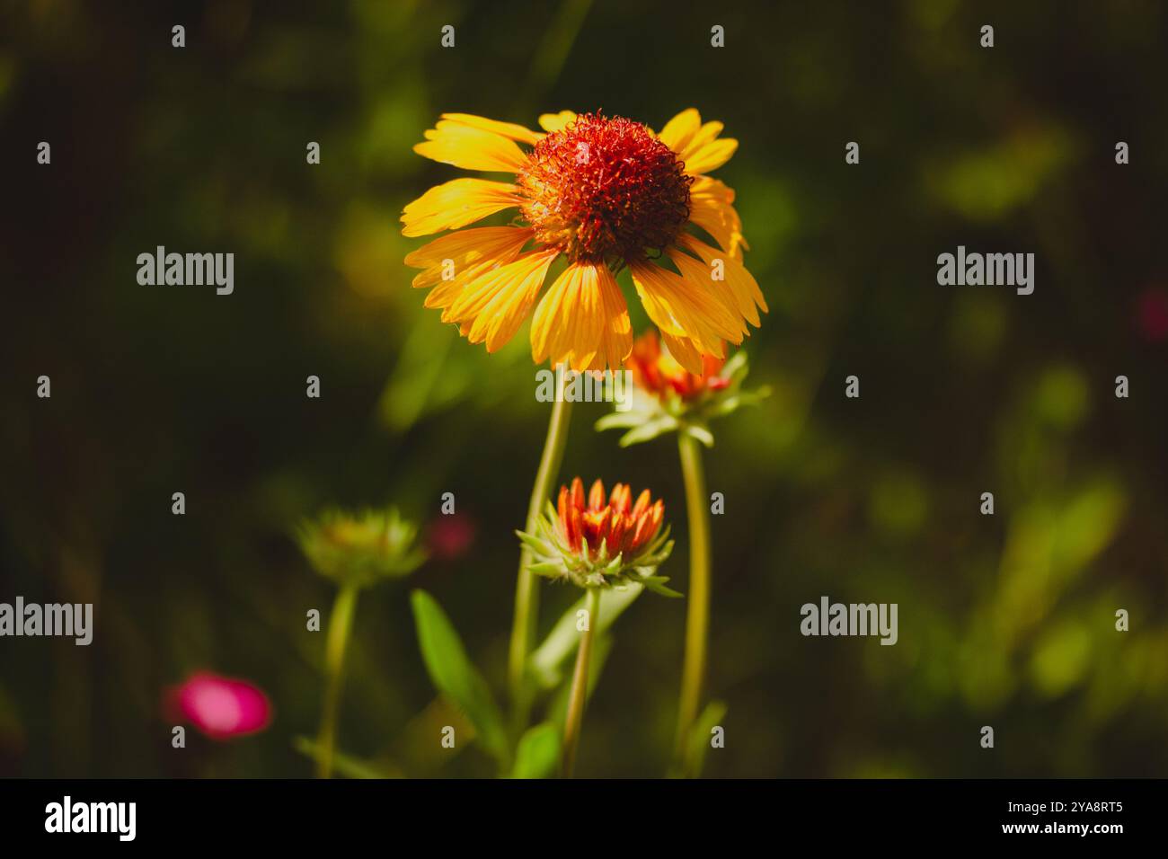 Gaillardia aristata 'Kokarda' - Gaillardia aristata. Winterfeste Staudenpflanze mit Orangenblüten in voller Blüte. Sommer Natur und Blumen. Stockfoto