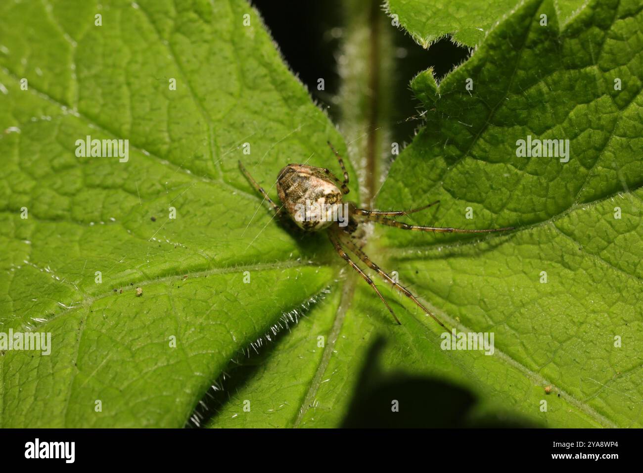 Eurasische Panzerspinne (Metellina segmentata) Arachnida Stockfoto