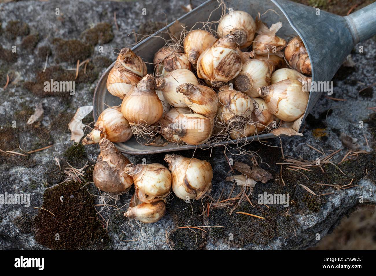 Tete a Tete Mini-Narzissen aus verzinktem Metall, bereit für das Herbstpflanzen im Garten Stockfoto