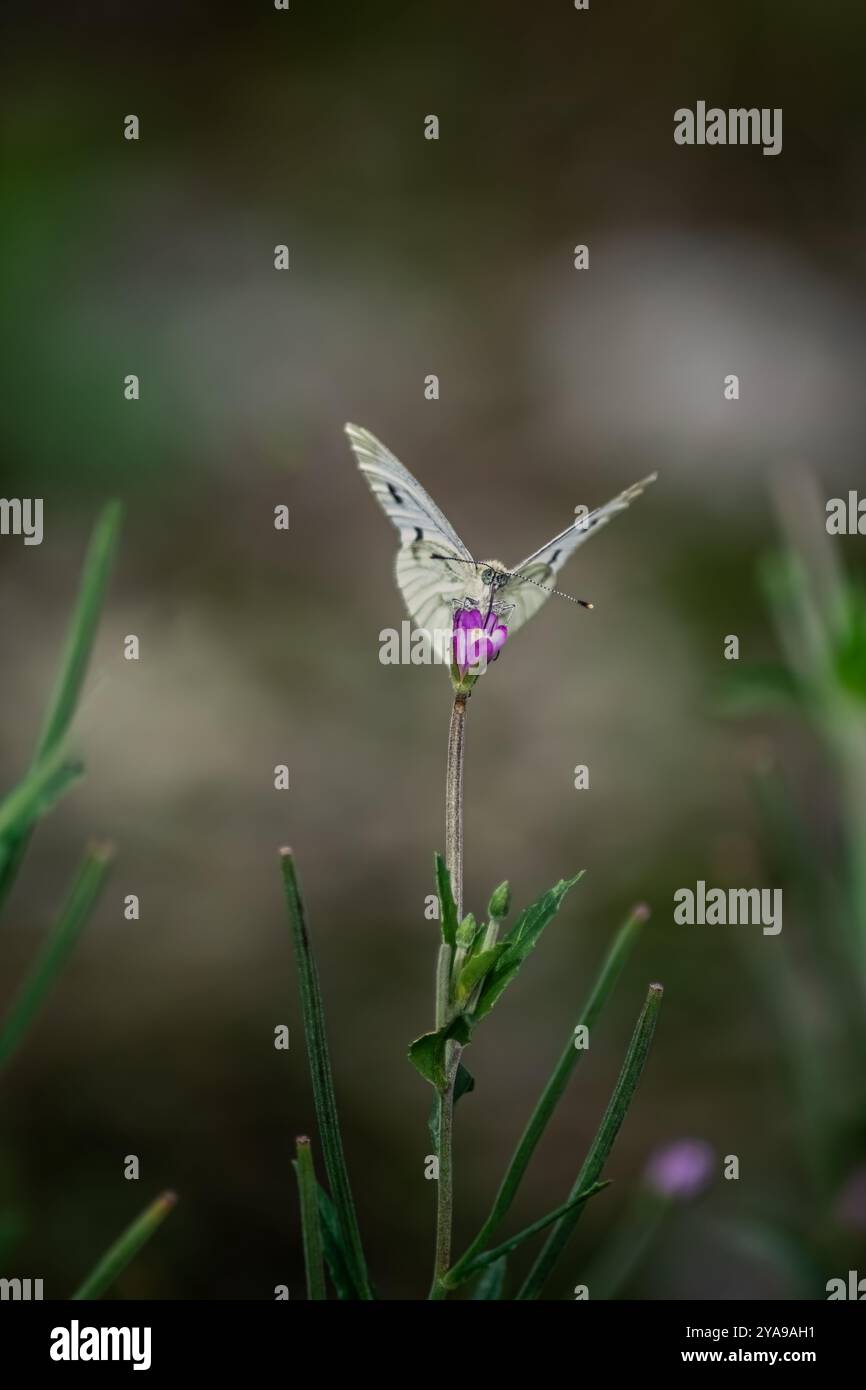 Weißer Schmetterling schlürft Nektar von einer Blume. Stockfoto