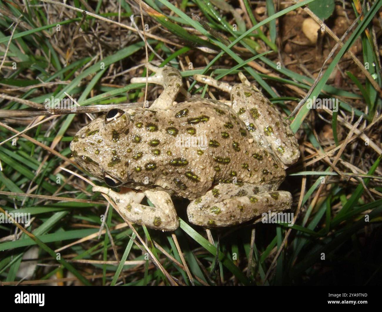 Petersilienfrosch (Pelodytes punctatus) Amphibia Stockfoto