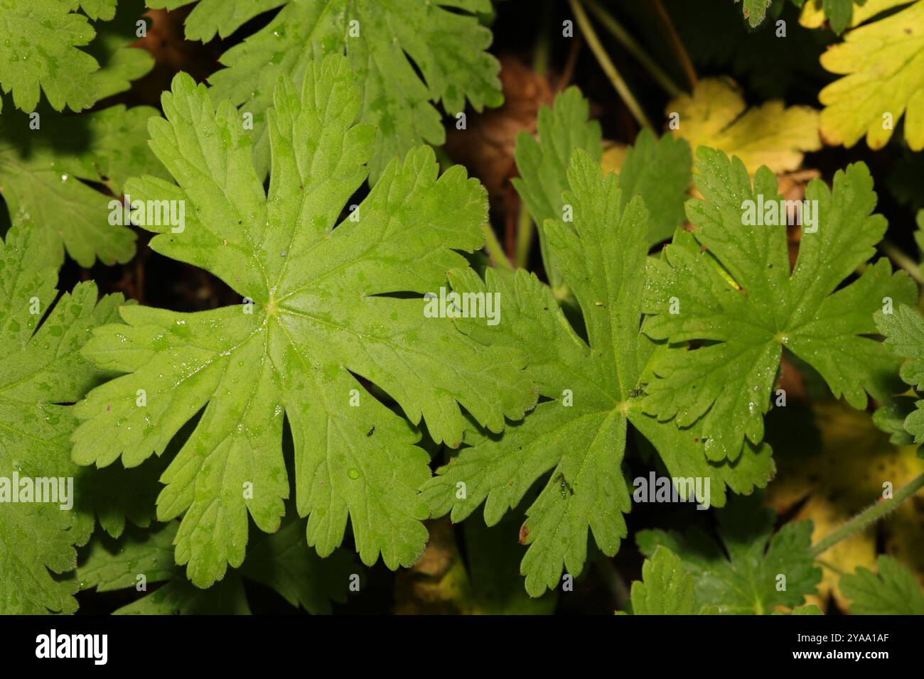 Sibirischer Kranschnabel (Geranium sibiricum) Plantae Stockfoto