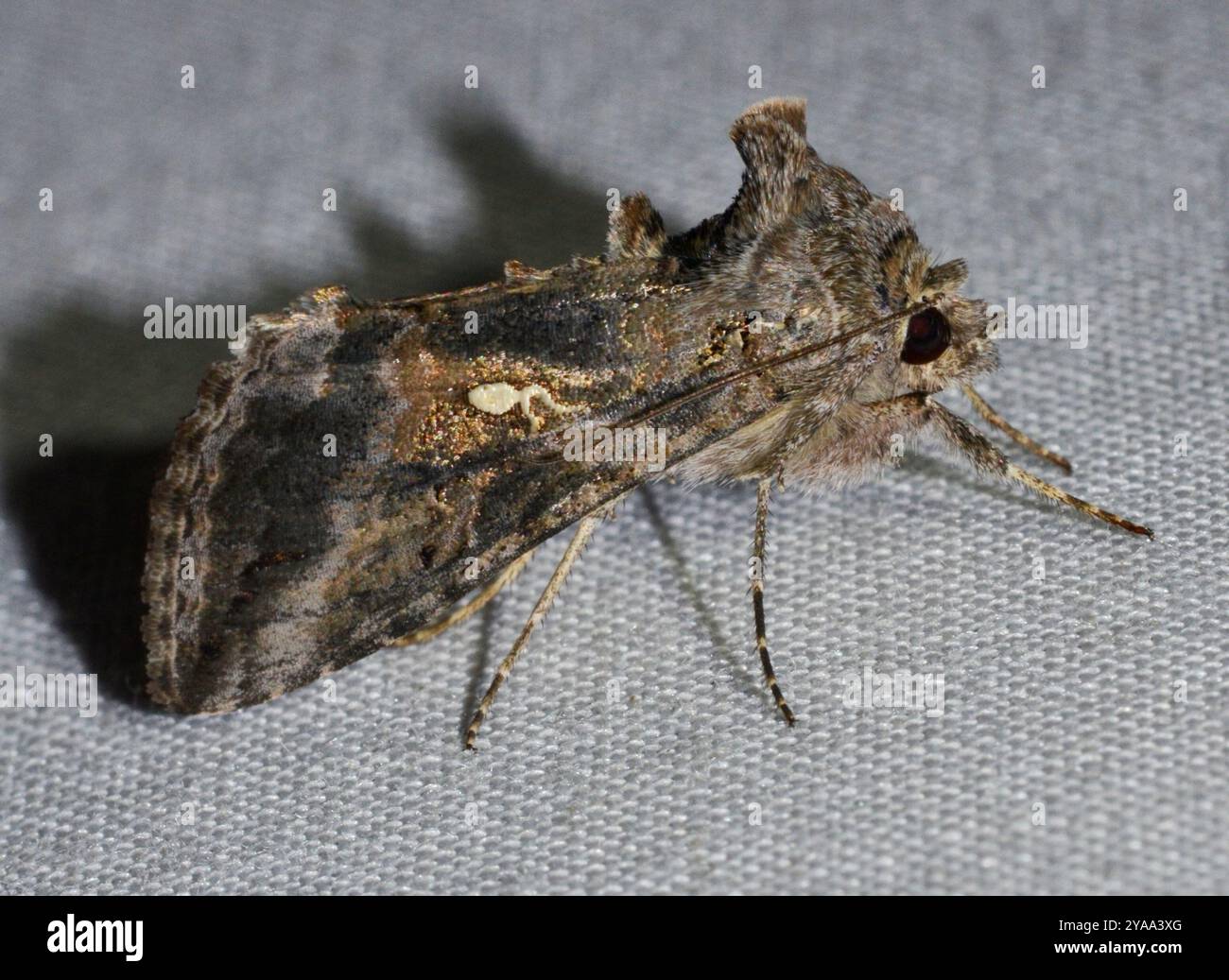 Gray Looper Moth (Rachiplusia ou) Insecta Stockfoto