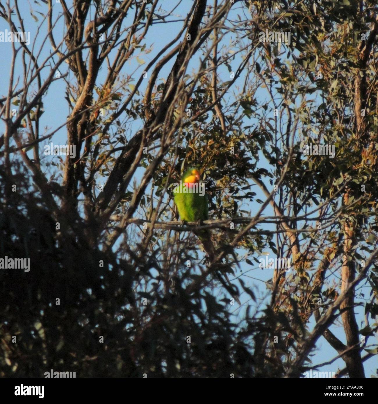 Super Papagei (Polytelis swainsonii) Aves Stockfoto