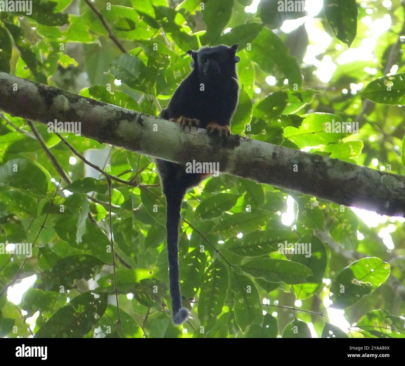 Goldhänder Tamarin (Saguinus midas) Mammalia Stockfoto