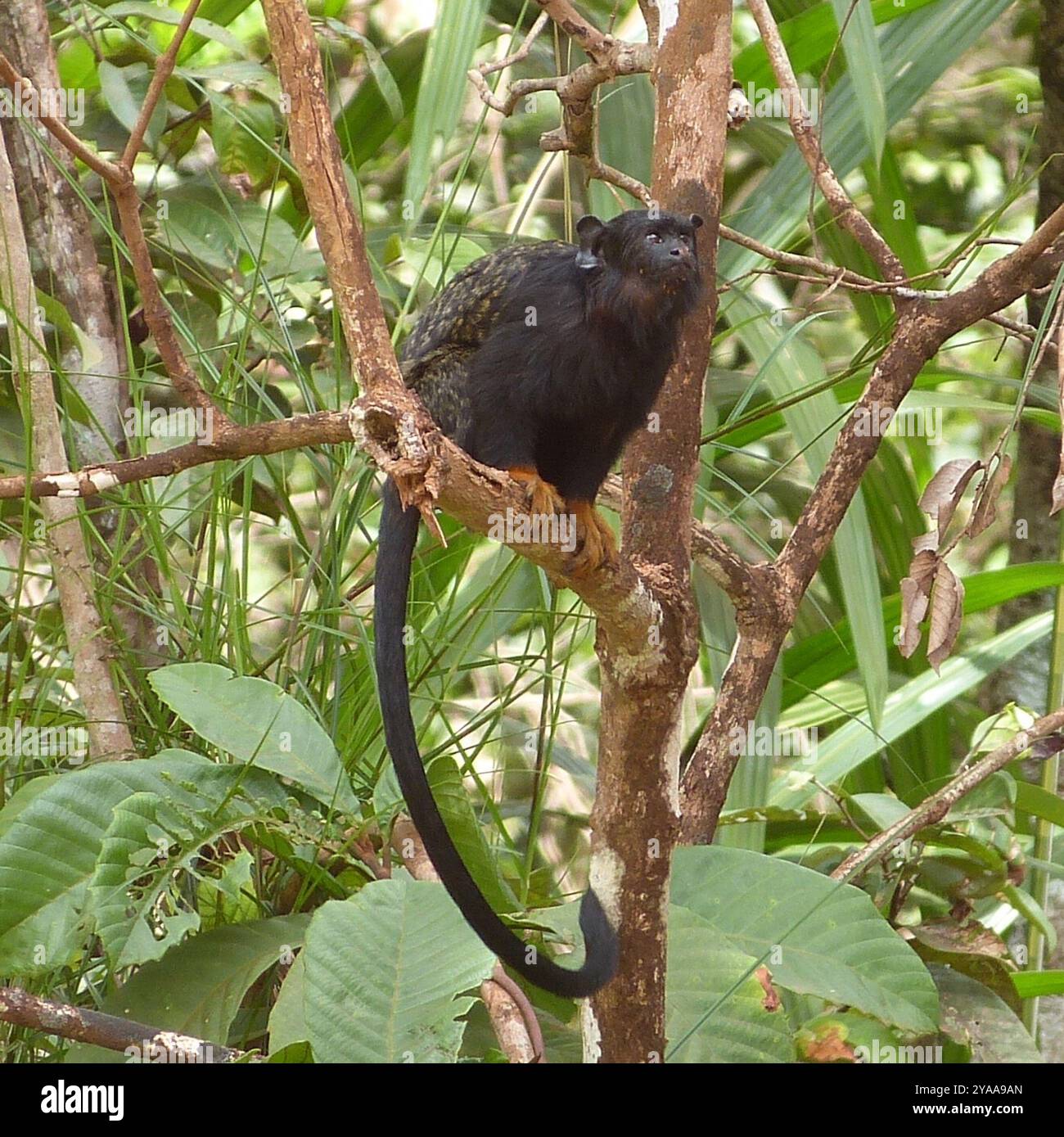 Goldhänder Tamarin (Saguinus midas) Mammalia Stockfoto