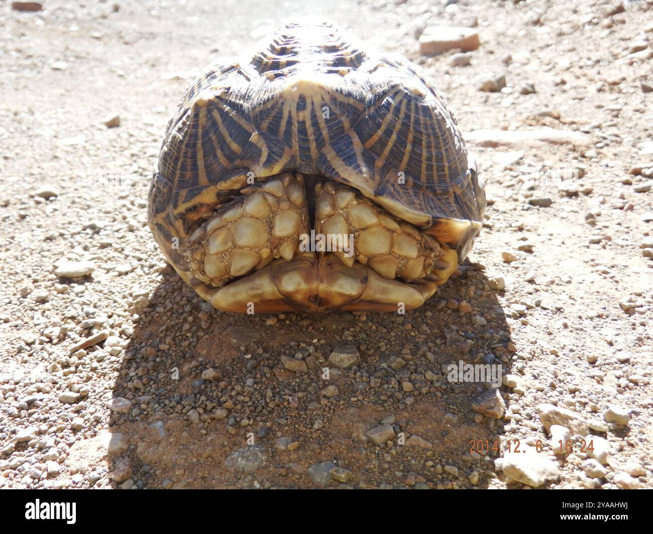 Südliche Zeltschildkröte (Psammobates tentorius tentorius) Reptilia Stockfoto