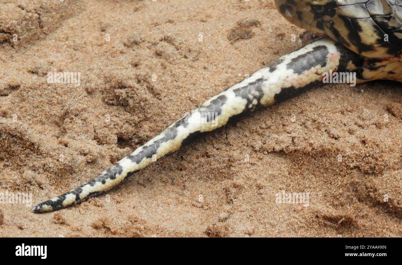 Südafrikanische Python (Python natalensis) Reptilia Stockfoto