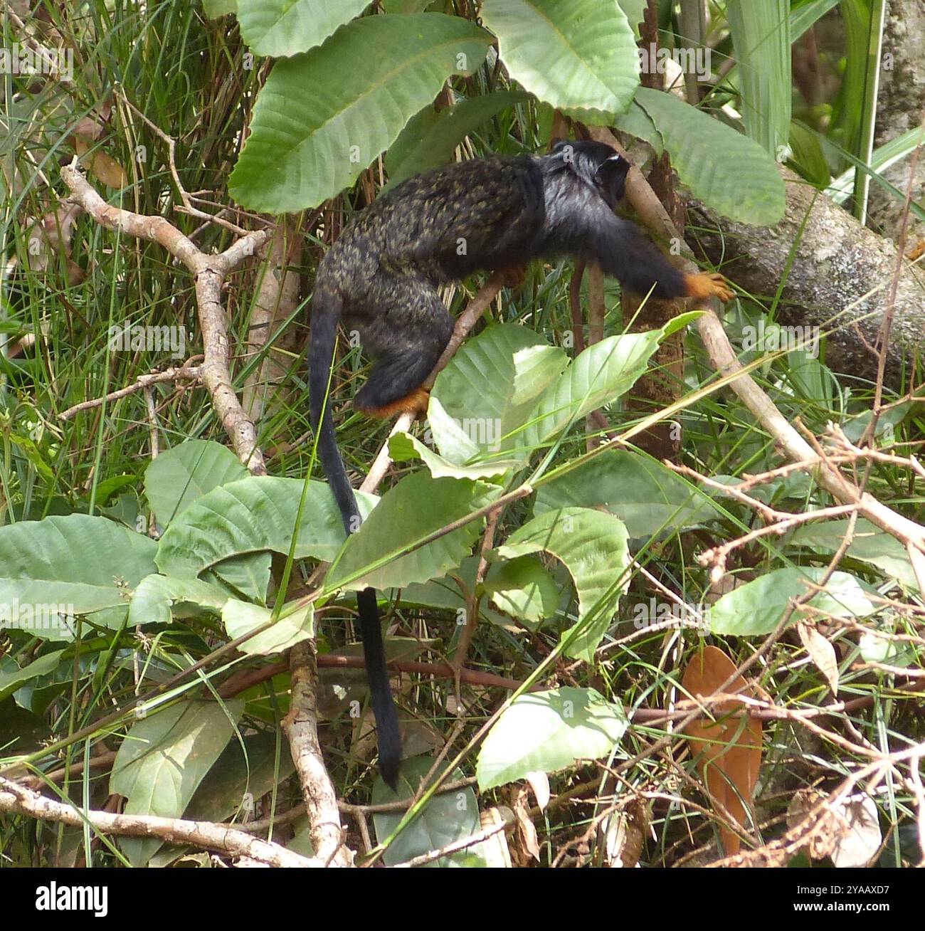Goldhänder Tamarin (Saguinus midas) Mammalia Stockfoto