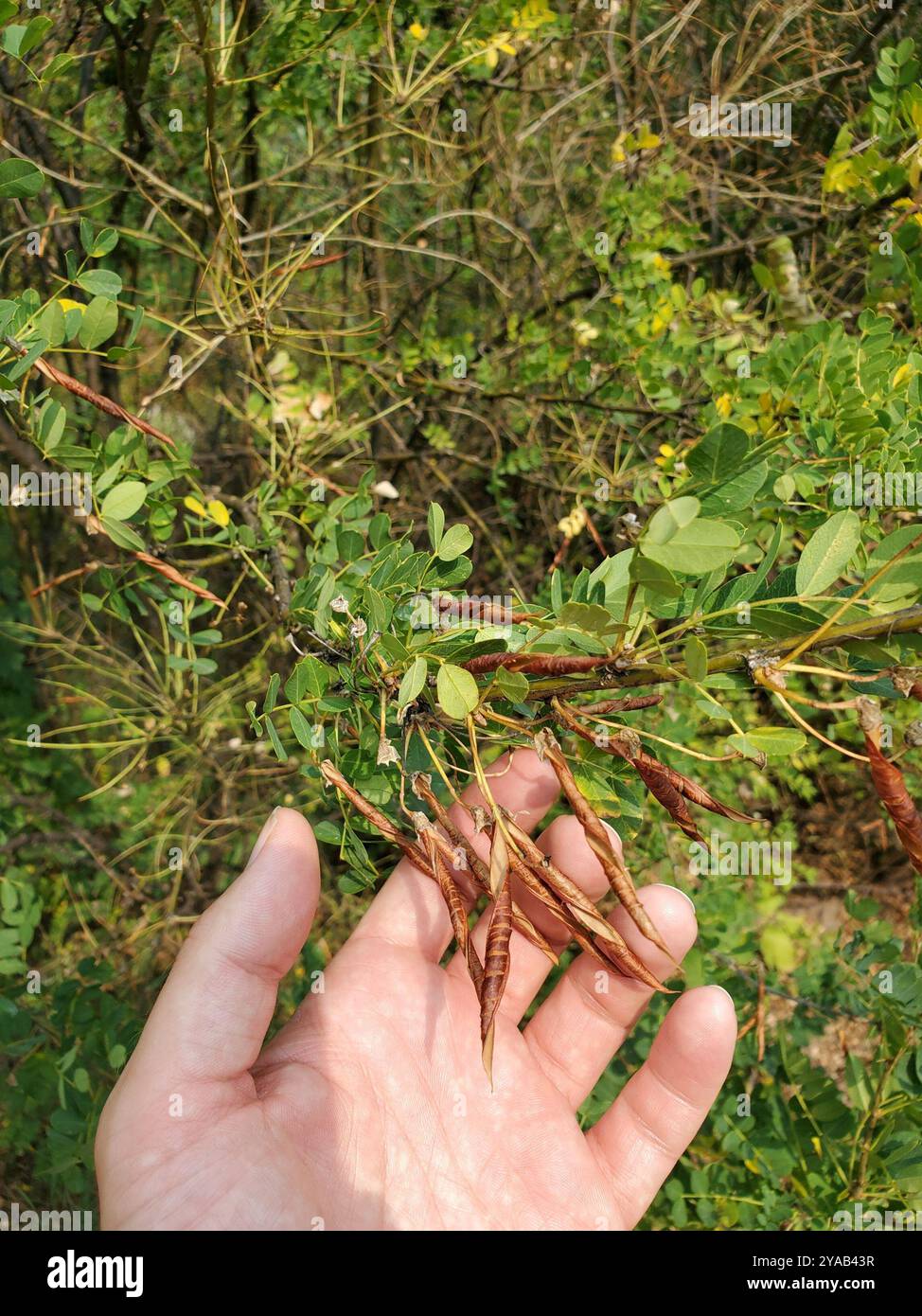 Sibirischer Erbsenstrauch (Caragana arborescens) Plantae Stockfoto