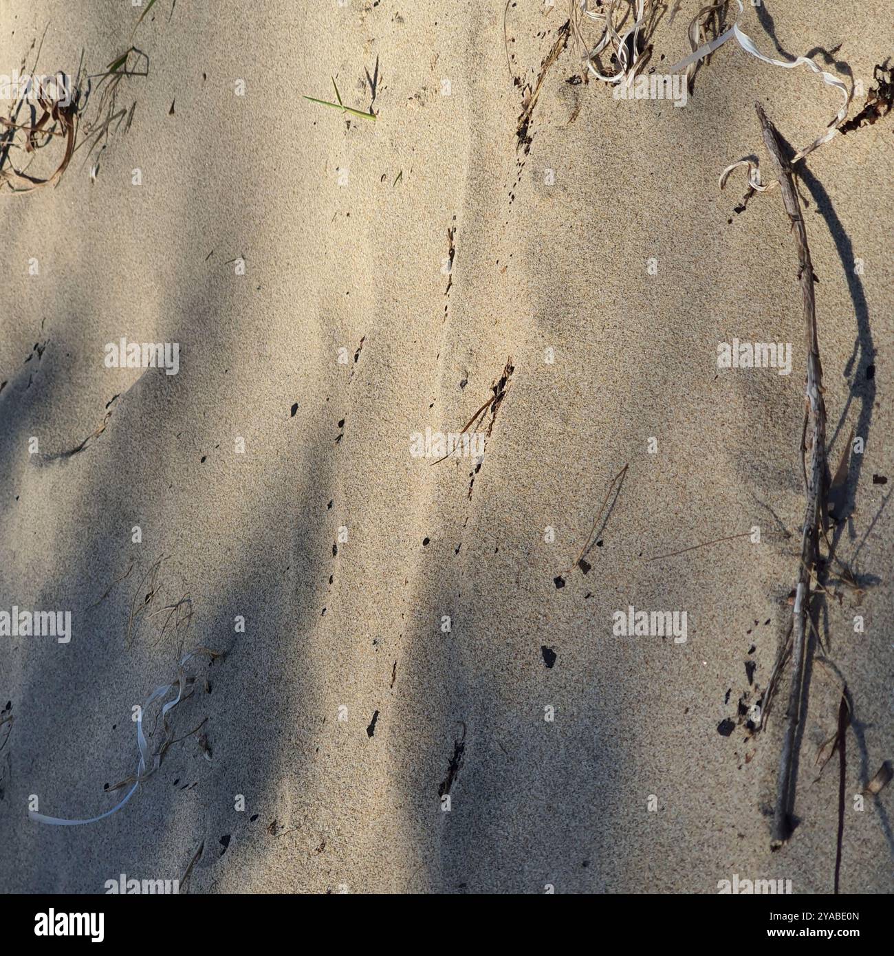 Jacky Dragon (Amphibolurus muricatus) Reptilia Stockfoto