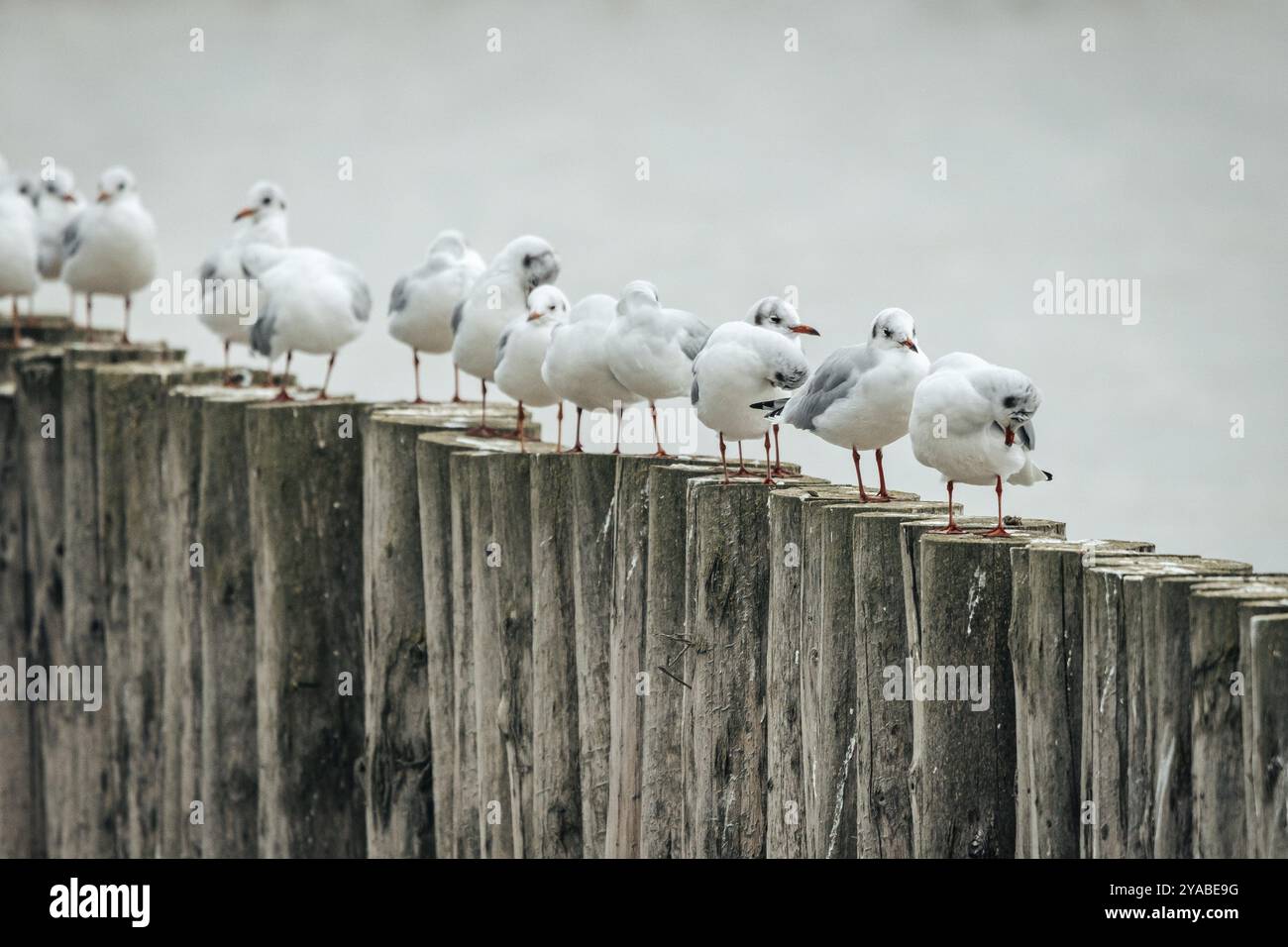 Gruppe Möwen (Larinae) auf Holzpfählen in ruhiger Szene, Neusiedler See, Burgenland, Österreich, Europa Stockfoto