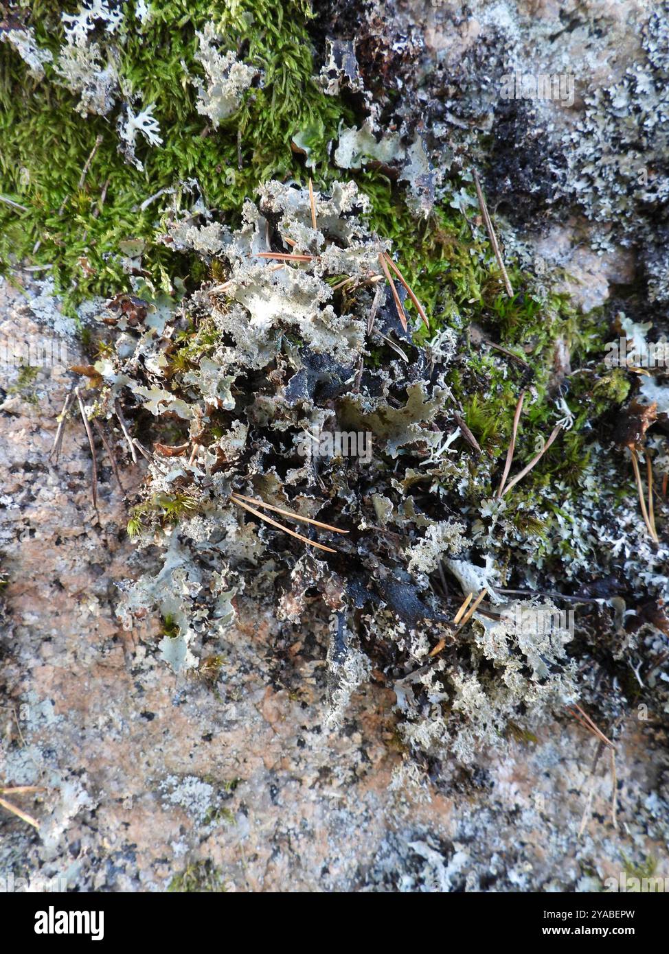 Verschiedene Ragenflechten (Platismatia glauca) Pilze Stockfoto