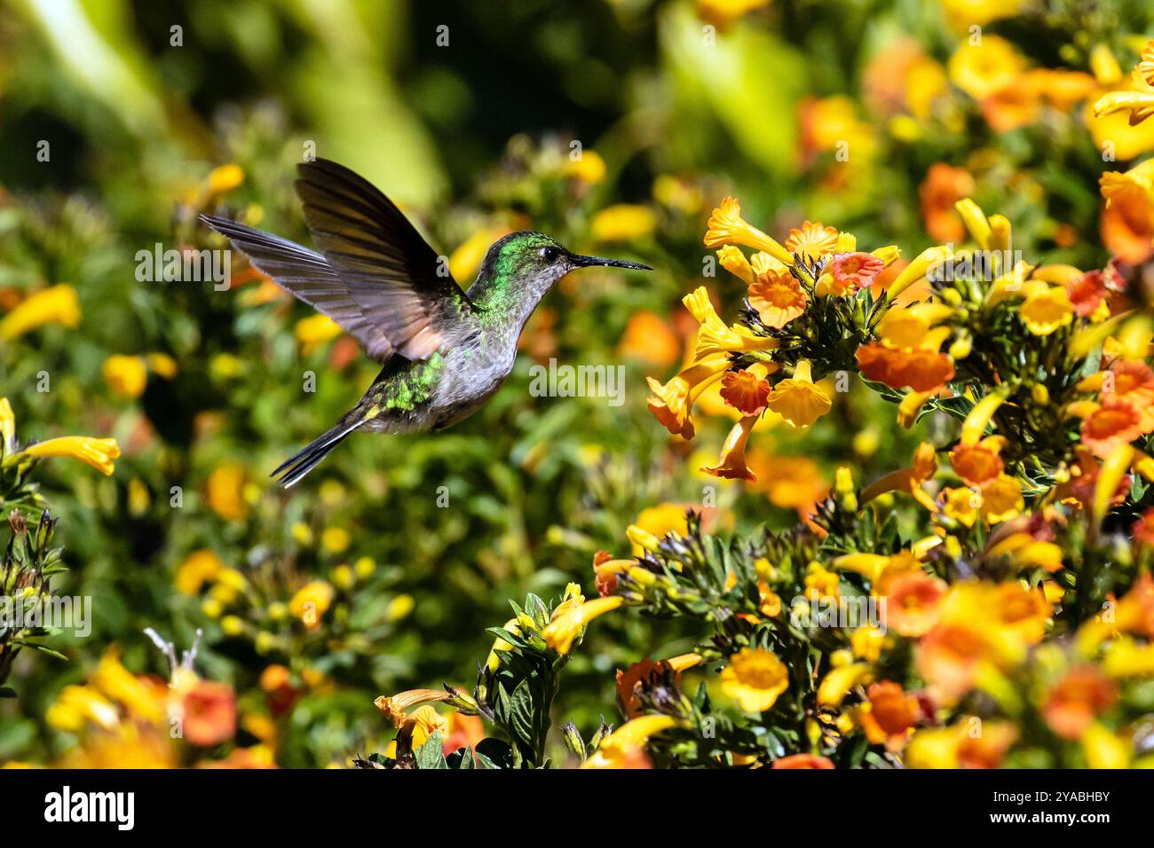 Nahaufnahme eines Streifenschwanzkolibri im Flug, der sich aus dem Blumennektar des Marmelade Strauchs in der Kaffeeplantage Panama ernährt Stockfoto