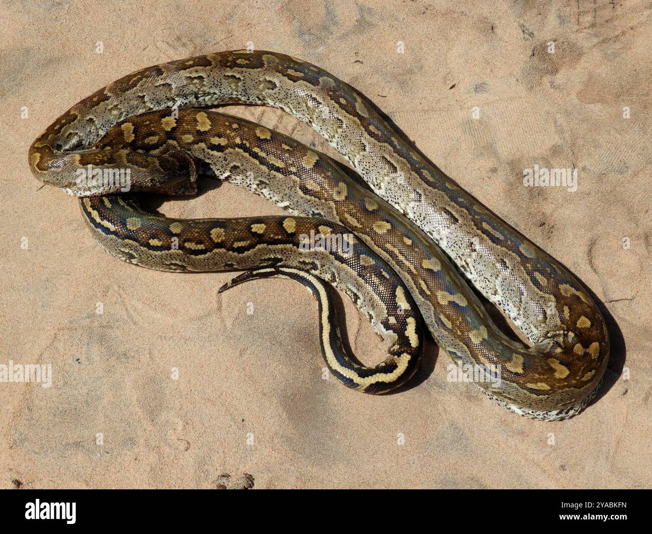 Südafrikanische Python (Python natalensis) Reptilia Stockfoto