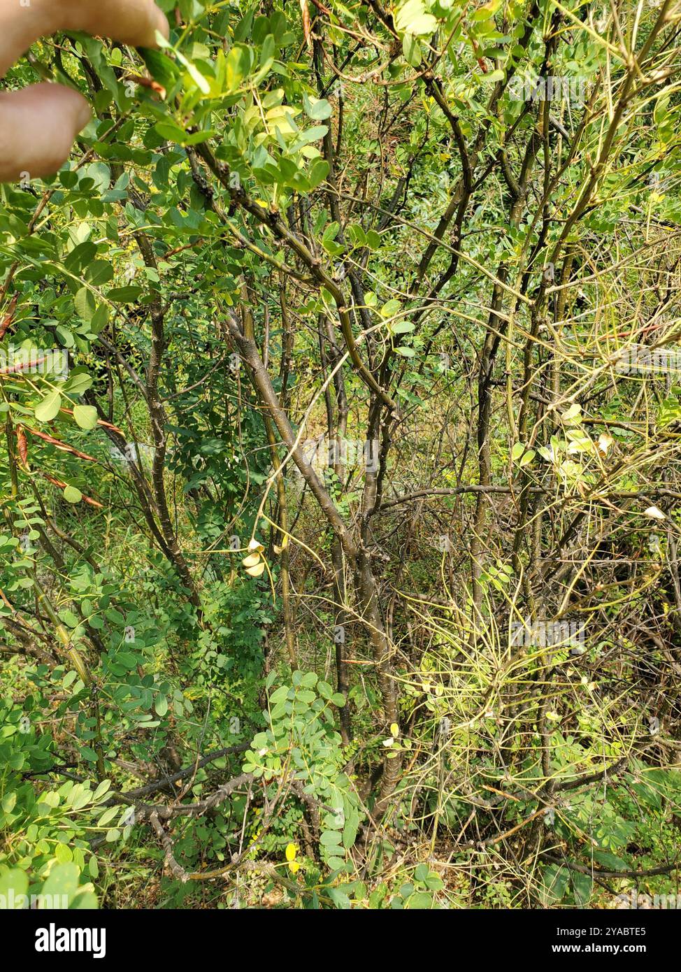 Sibirischer Erbsenstrauch (Caragana arborescens) Plantae Stockfoto