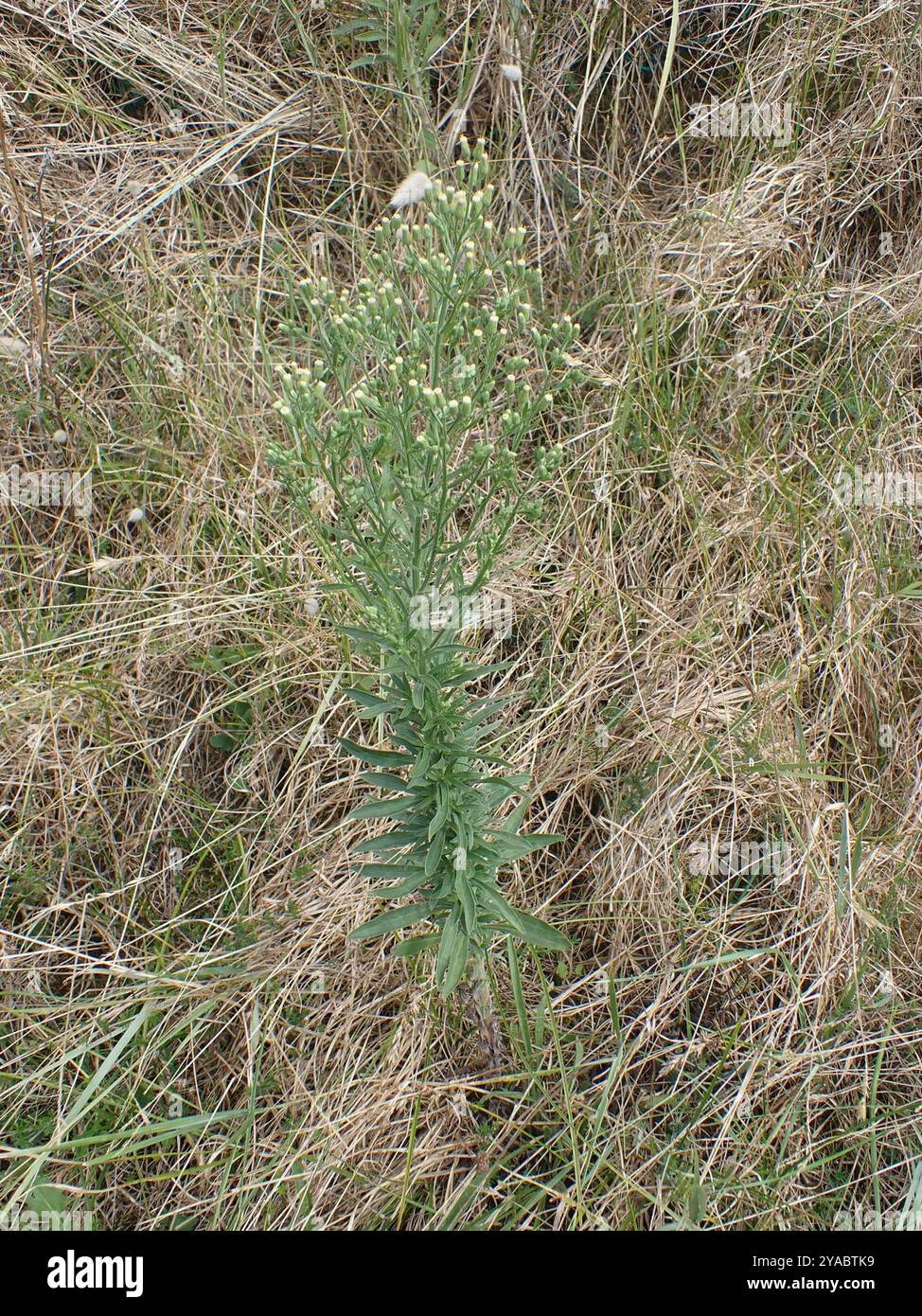 Tropischer Pferdegras (Erigeron sumatrensis) Plantae Stockfoto