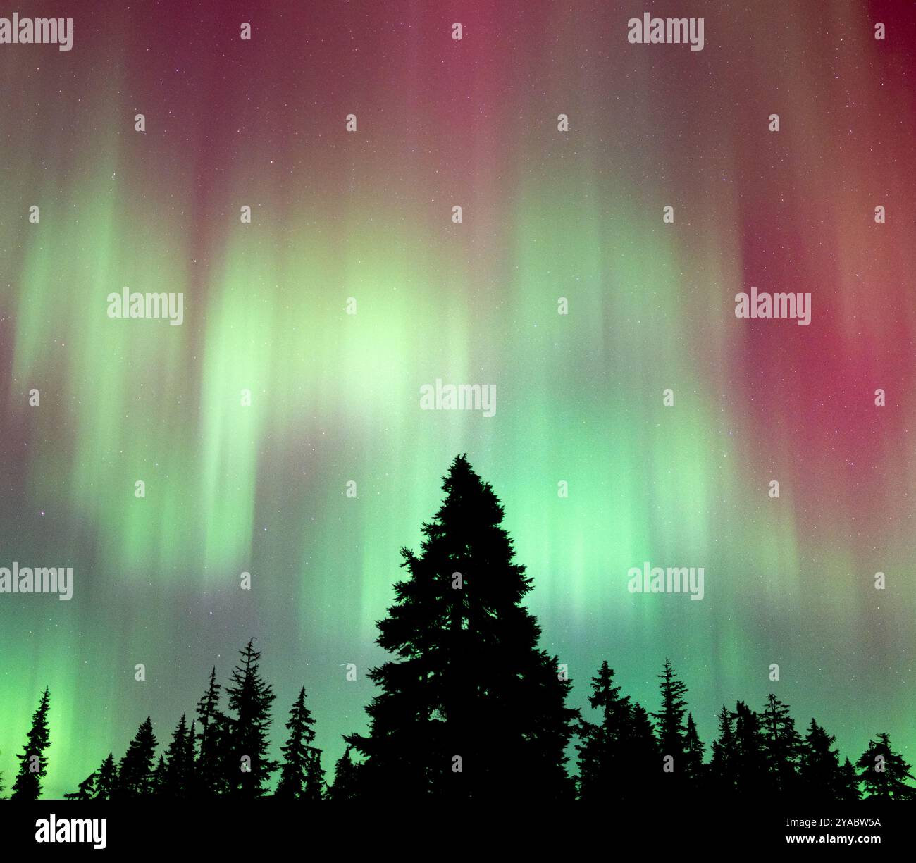 aurora borealis im Norden kaskadiert während des 10-10-2024-Sonnensturms Stockfoto