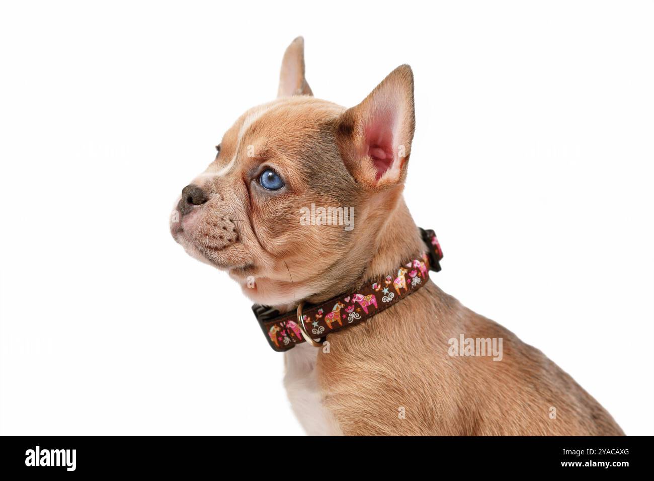 Junge Hundewelpe modelliert ein Hundehalsband vor weißem Atelierhintergrund Stockfoto
