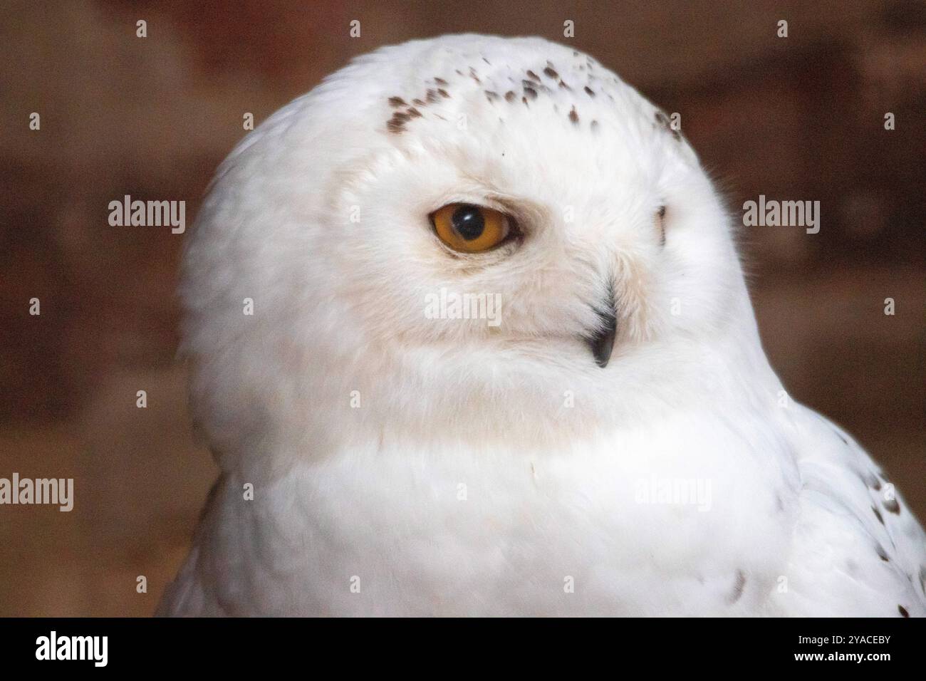Porträt einer Schneeeule im Profil Stockfoto