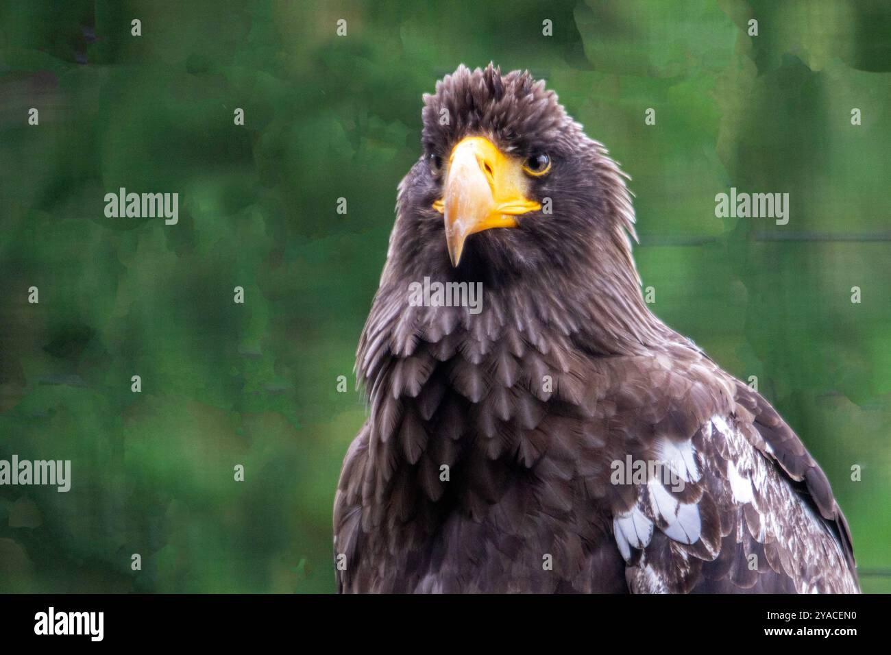 Nahaufnahme eines Seeadlers, auch bekannt als der große Seeadler. Von vorne Stockfoto