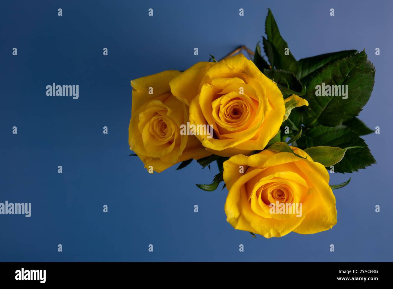 Leuchtend gelbe Rosen werden elegant auf einer ruhigen blauen Oberfläche präsentiert, die ihre auffällige Farbe und die üppigen Blütenblätter betont. Stockfoto