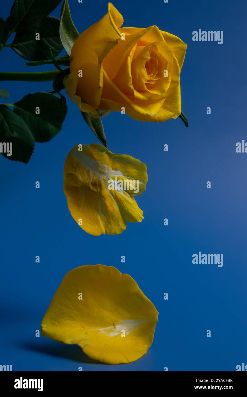 Eine auffällige gelbe Rose schwebt über einer hellblauen Oberfläche, deren Blütenblätter anmutig abfallen und eine elegante Komposition schafft. Stockfoto