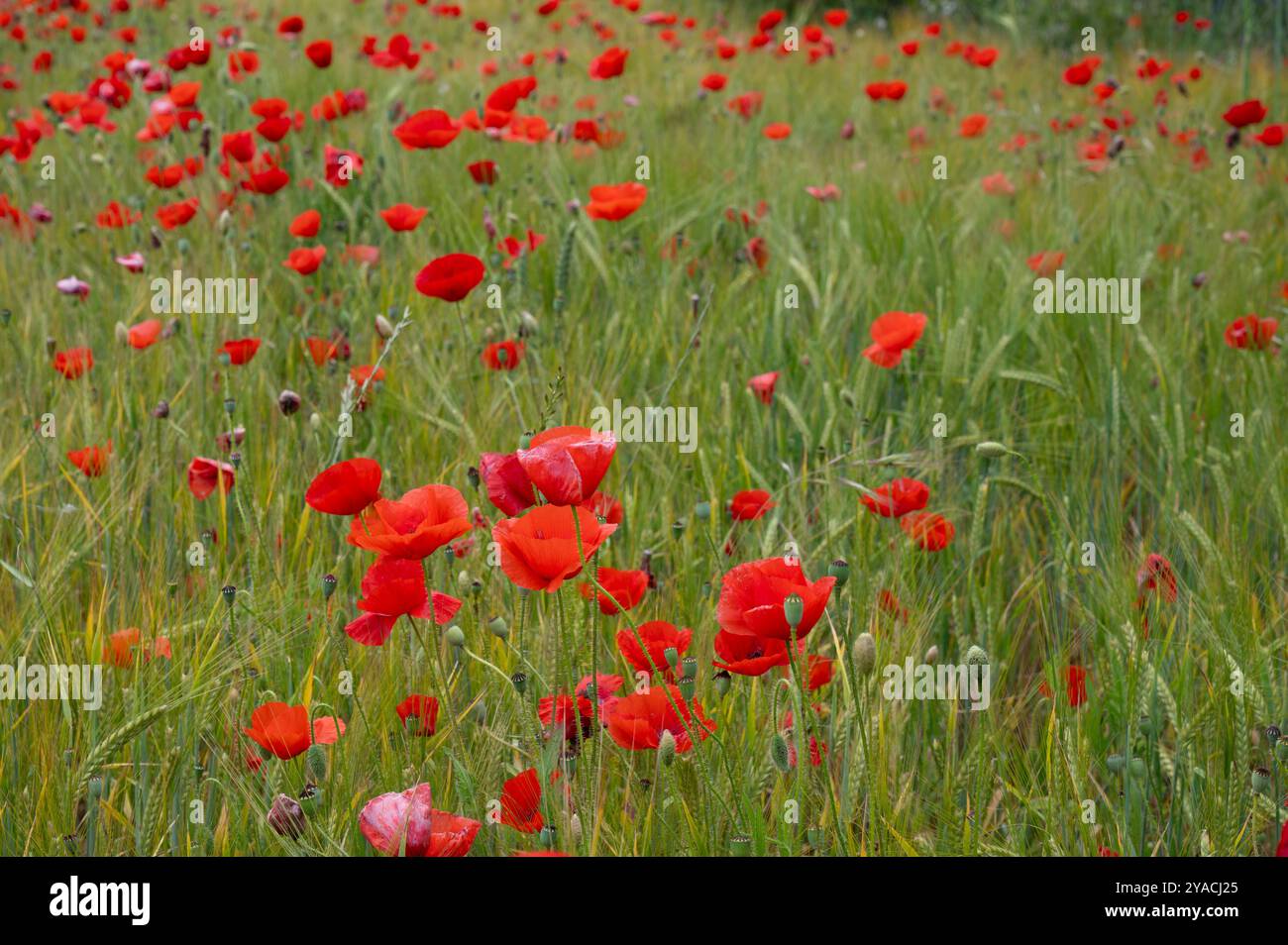 Rotmohn auf einem Weizenfeld in Spanien Stockfoto