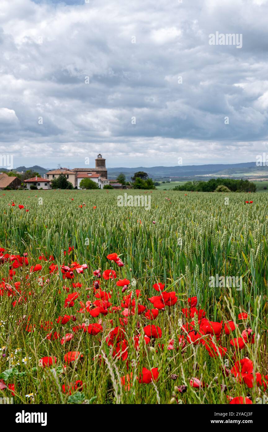 Mohnblumen wachsen am Rand eines Gerstenfeldes mit einem spanischen Dorf im Hintergrund in Spanien Stockfoto