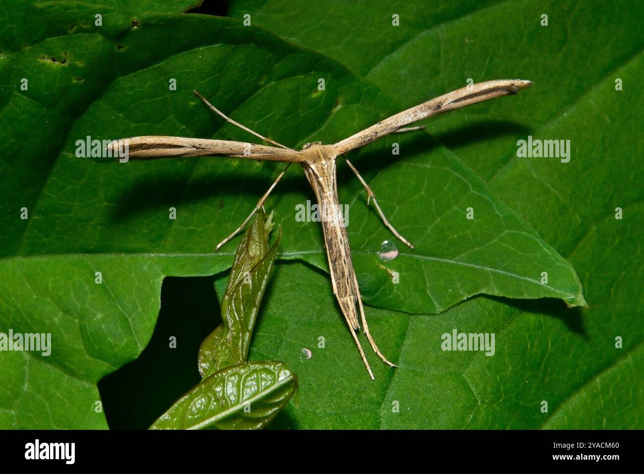 Eine wunderschöne Morning Glory Plume Moth, Emmelina monodactyla, ruht auf Bindweed-Blättern in meinem Garten. Gut fokussiert und Nahaufnahme mit guten Details. Stockfoto