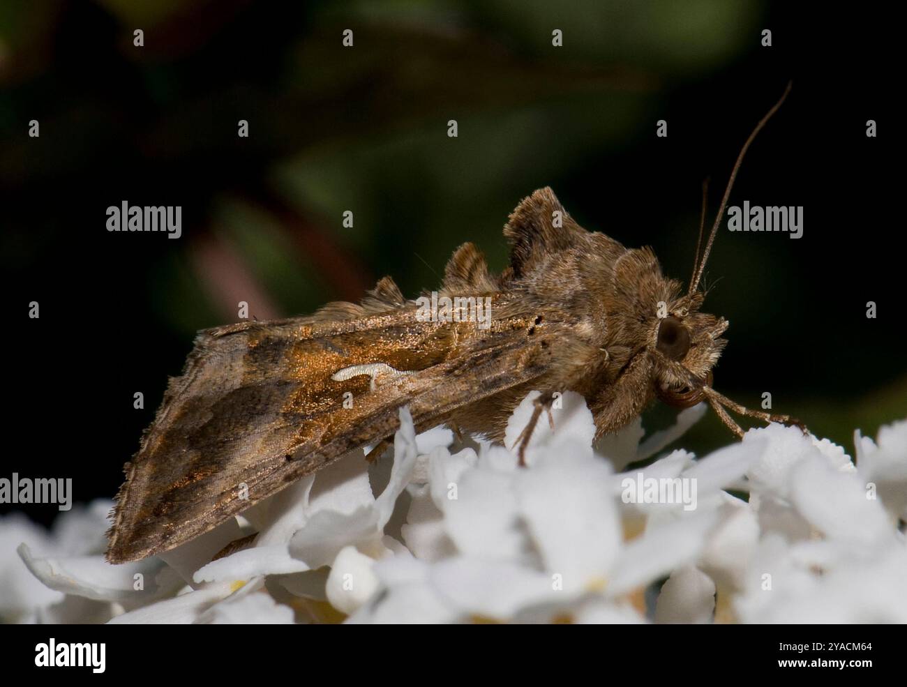 Eine gut fokussierte Seitenansicht einer Silver y Moth, Autographa Gamma, die auf einer Blume vor einem natürlichen unscharfen Hintergrund ruht. Ihr „Y“ ist deutlich sichtbar. Stockfoto